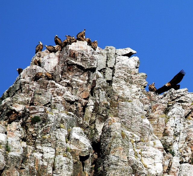 Birds in Monfragüe National Park in Extremadura, Spain